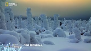 Nat Geo Wild HD Italy Christmas Advert 2021 🎄 Wild Christmas