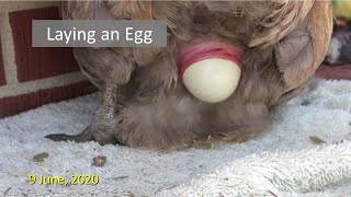Laying an Egg