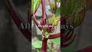 Clean vegetable garden, how to grow purple okra for many fruits at home