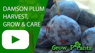 Damson plum tree - grow, care & harvest Details