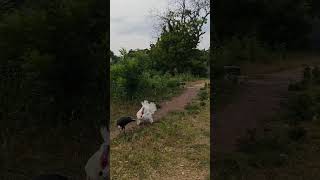 # shaturmurg#  village beaty#@Daily with Sanjana#