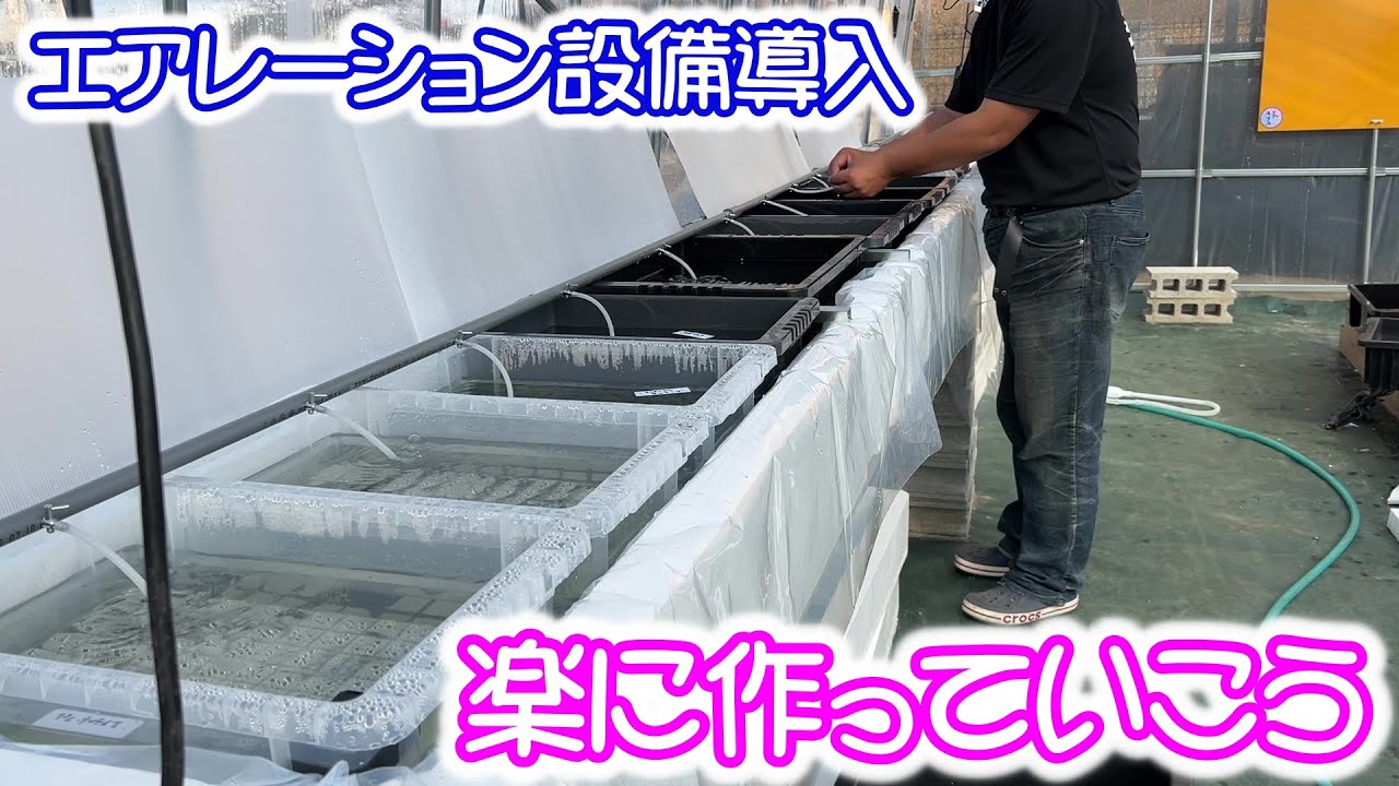 めだか】エアレーション設備の導入！道具を使って楽に作っていく。B型