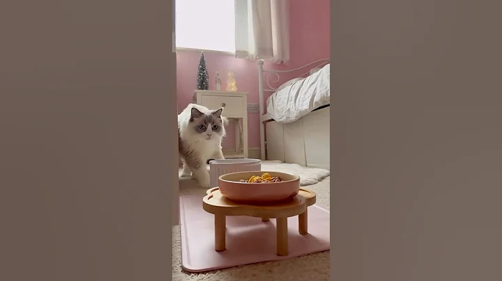 Video 11544571: ragdollcat cat, cats catfood, feeding