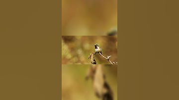 HUMMINGBIRD || They can fly forward, backward, and even upside down || #Shorts #WILDDISCOVERY ..💖💖