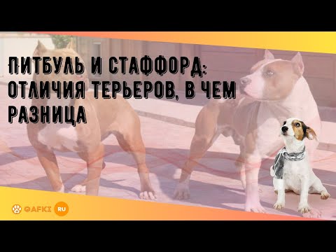 Питбуль и стаффорд: отличия терьеров, в чем разница