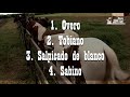 Caballos Paint Horse (Pinto Americano)🐴-De Caballos