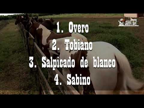 Video: Caballo arabe