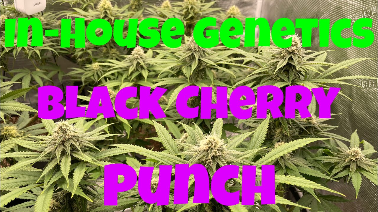 In House Genetics - Black Cherry Punch - mainlined colas