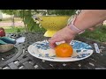 Another Fred Hempel Artisan Seeds Tomato Taste Test - #11 Amalfi Orange