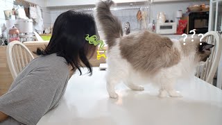 Is it possible to distinguish 11 cats by their smell? by 랙돌열한스푼 30,079 views 3 weeks ago 8 minutes, 15 seconds