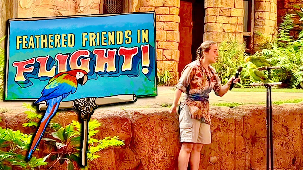 Feathered Friends in Flight! Singing Parrots Disney's Animal Kingdom YouTube