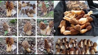 2024 morel mushroom slurry method missing information #morel #mushroom #slurry #kentucky by Sharp Ridge Homestead 619 views 1 month ago 5 minutes, 50 seconds