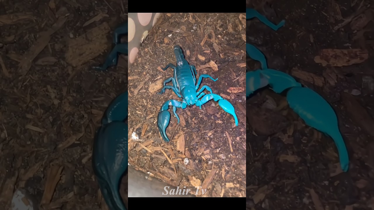 Most expensive poison in the world || scorpion poison 