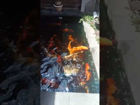 Koi Jogja