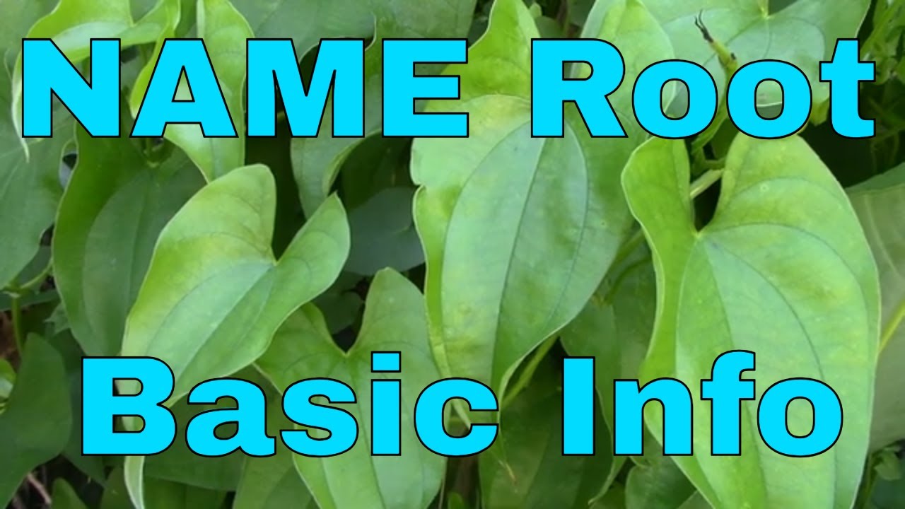 NAME Root Potato Like Edible Plant Tropical Vine Garden Landscape -- Channel James Plosko