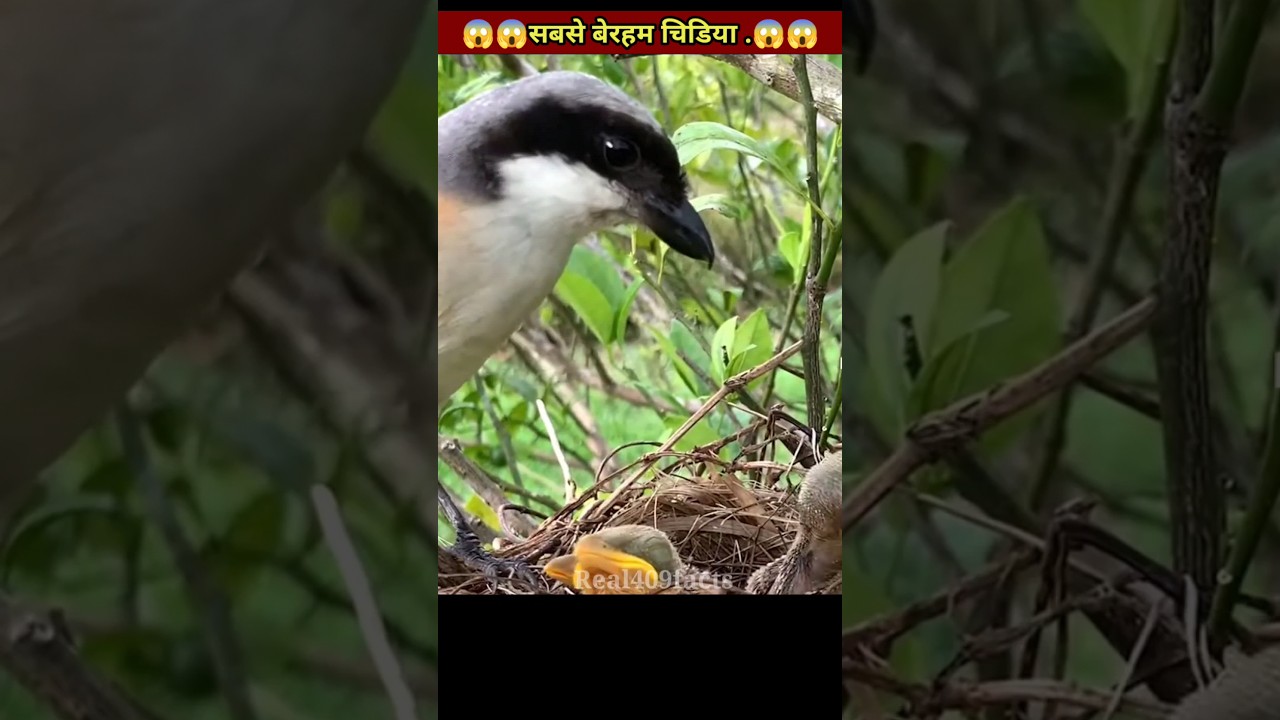 Deadliest Birds on The Planet🦅🦅 