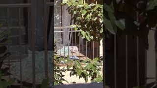 IRVINE POLICE HOSTAGES SEEN