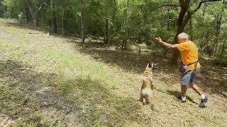Putting JonsBones to the Belgian Malinois Test with Reef by Dogmata 332 views 11 months ago 11 minutes, 44 seconds