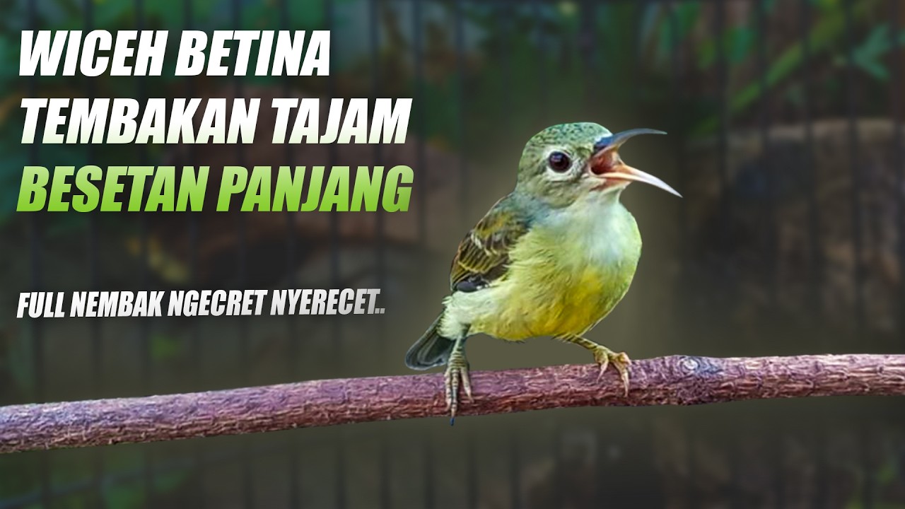 WICEH BETINA GACOR - KORLAP BETINA NEMBAK PANJANG - KOLIBRI KELAPA MANGGAR BETINA GACOR FUL TEMBAKAN