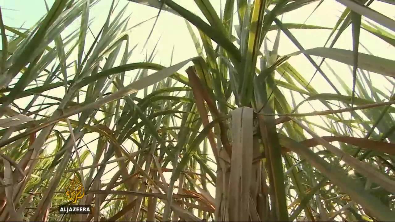 زراعة "سكر الدم" في كمبوديا - الجزيرة البلقان