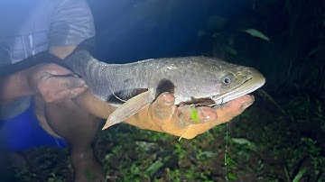 CẮM CÂU CÁ LÓC ĐÊM DÍNH ĐƯỢC CÁ LÓC KHỦNG QUÁ TRỜI PHÊ