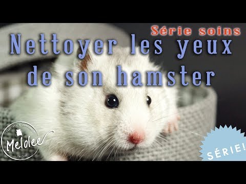 Vidéo: Protrusion Du Globe Oculaire (gonflement Des Yeux) Chez Les Hamsters