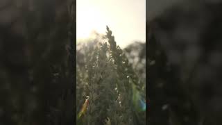 Nature Leaves Green Trees Plants Free No Claim Video 22