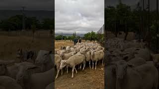 Protegiendo nuestras raíces: el SEPRONA, junto a quienes cuidan nuestra tierra 🌿🚔🐑