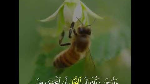 ايات من القران الكريم #سورة_النحل
