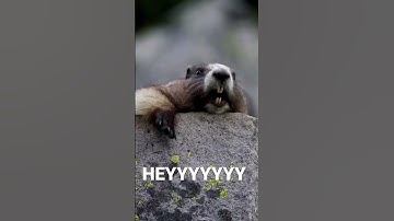 Gopher says heyyyyyy 👋👋