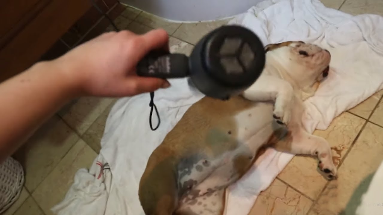 videos for cats English Bulldog absolutely loves to be dried