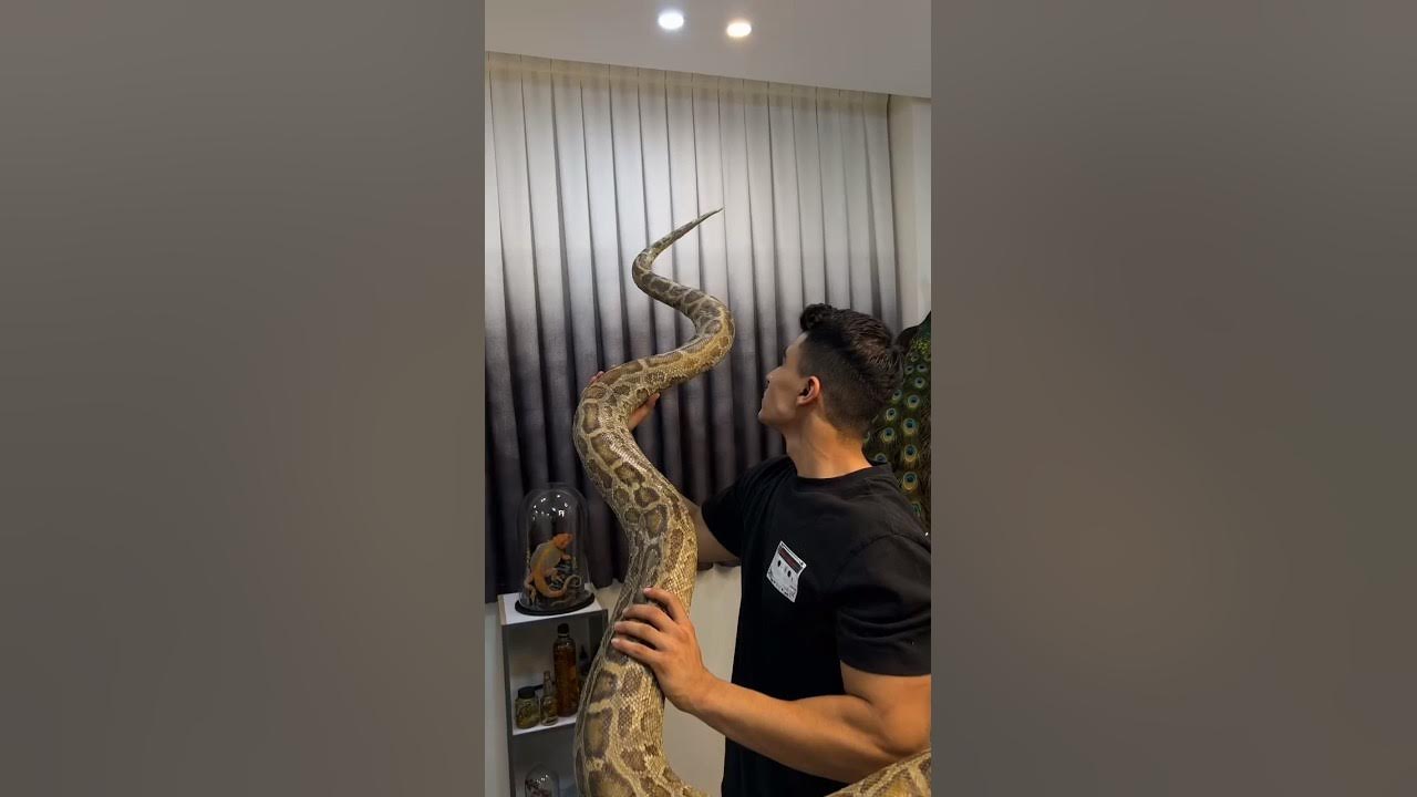 Taxidermy Mar Python 4 meters 🐍 - YouTube