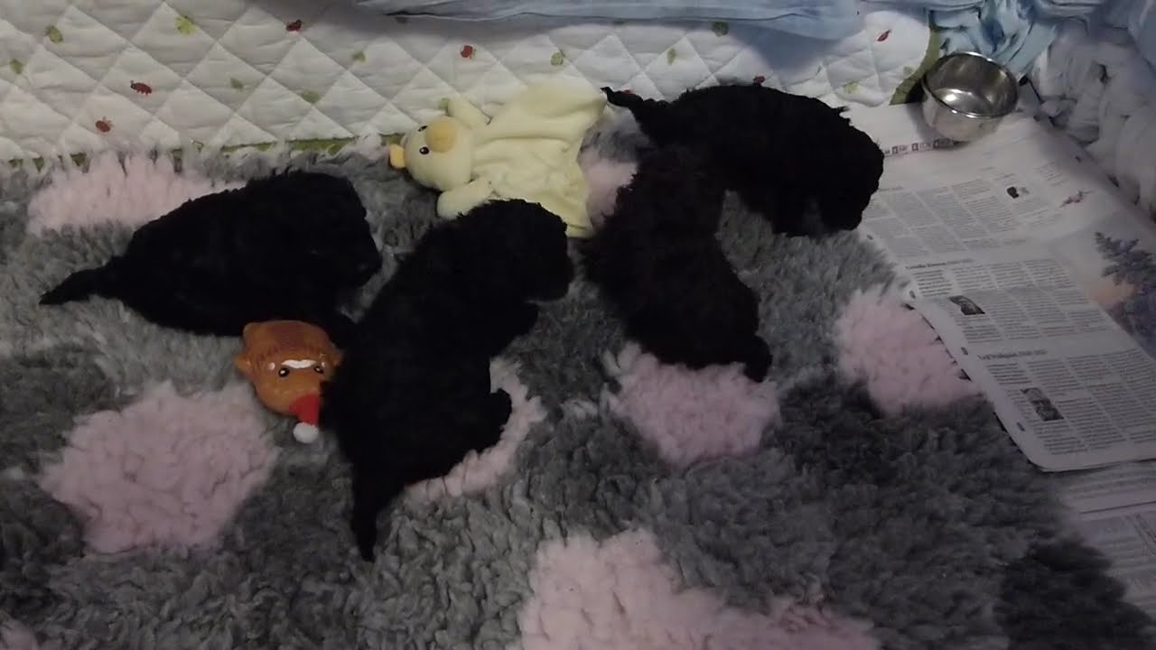 Svarta och en brun dvärg-toypudelvalpar. Dwarf and toy poodle puppies.