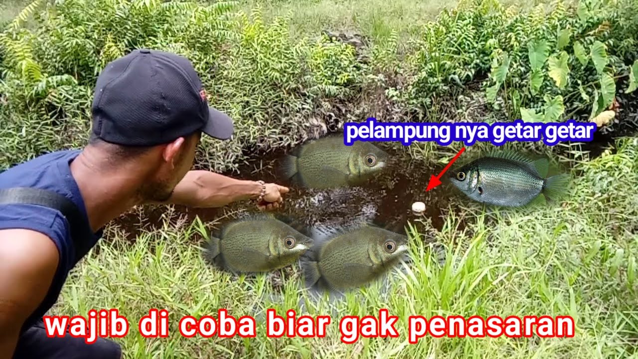 Biar gak penasaran wajib coba perangkap ini#vidioterbarucariikan