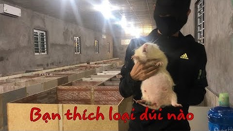 Họ nhà dúi khổng lồ thuần chủng gồm mấy loại. Chỉ có tại trang trại Chuột Tre 360 | Chuột Tre 360