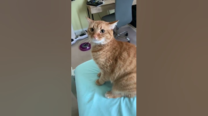 Hissing back to my cat