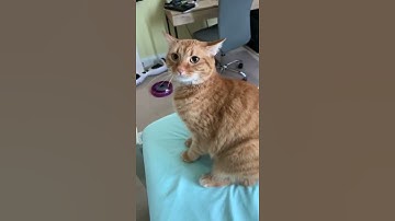 Hissing back to my cat