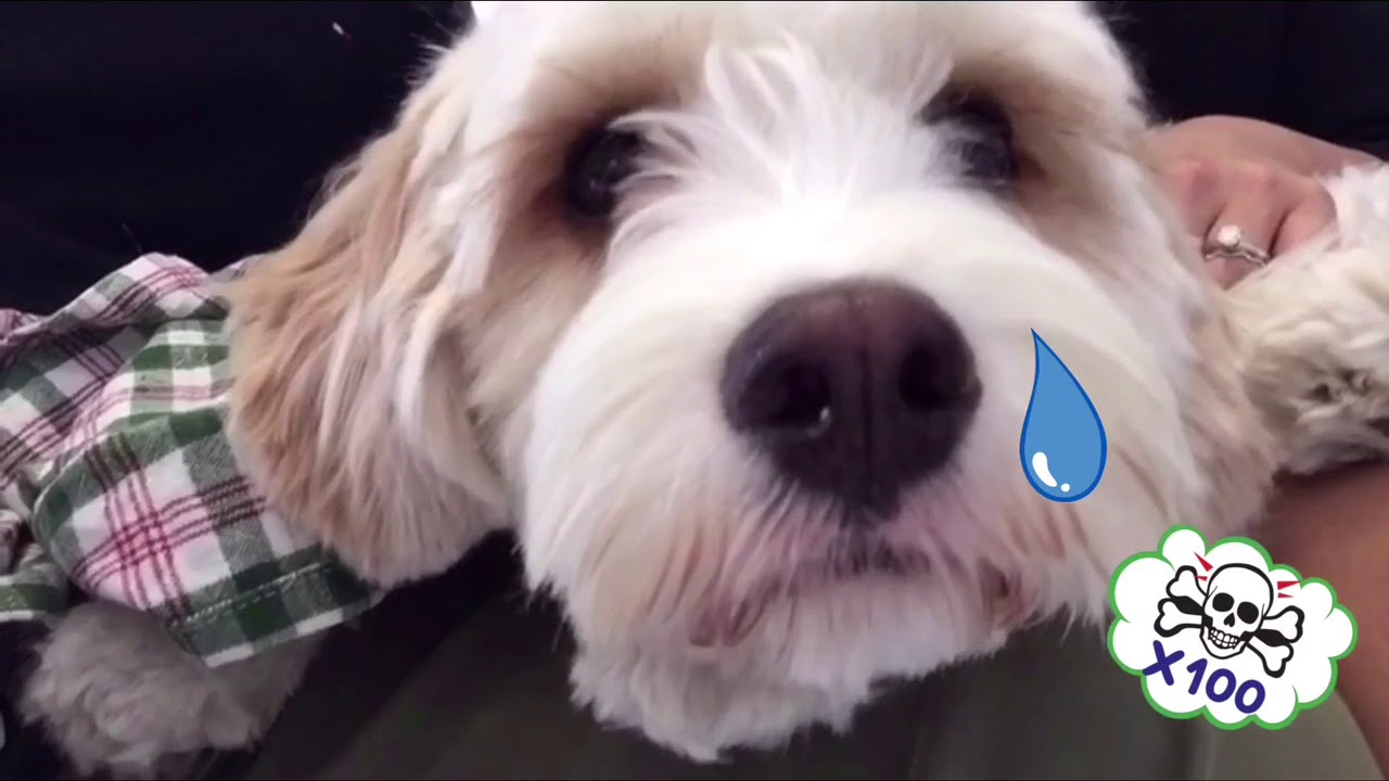 Dog HATES the vet crying video YouTube