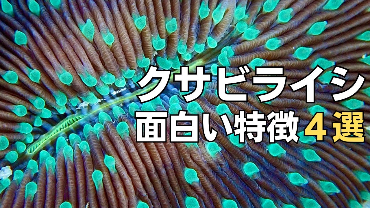 クサビライシの面白い特徴4選！〇〇を求めて動く？