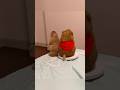 プレーリードッグは、なぜずっと見張りを続けるのか？ #動物