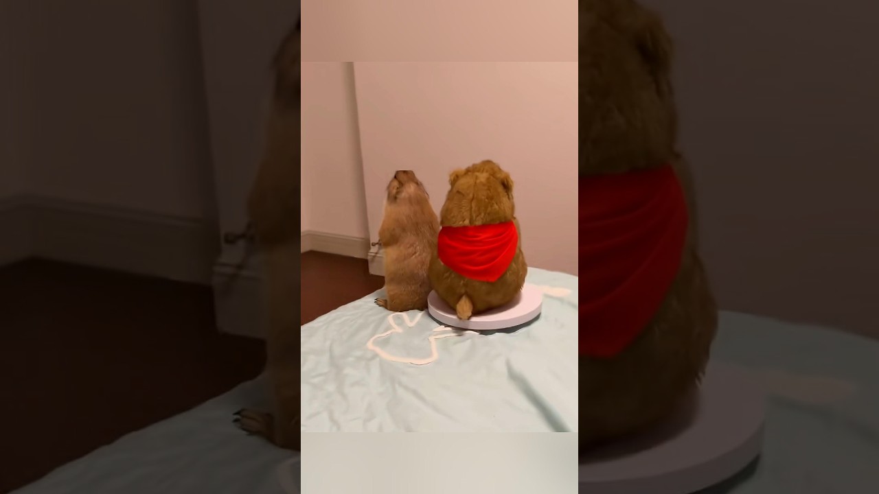 プレーリードッグは、なぜずっと見張りを続けるのか？ #動物
