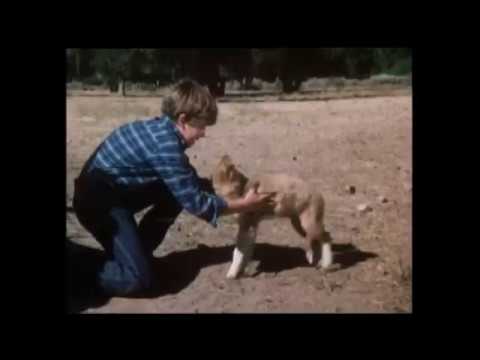 Lassie - Well Of Love (1970)