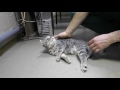 «Рахит» у кошек и собак (видео 3) — Ветеринарная клиника "Добрый Доктор"