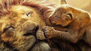 O Rei Leão - Reflexões de Mufasa