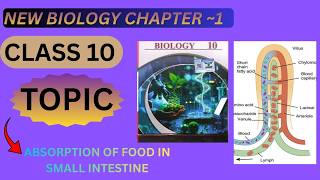 Absorption of Food in Small Intestine:Class 10 New Biology Chapter 1