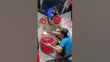 Nổ lực khởi nghiệp bằng chính những con tôm tại vuông phần 1 #nguyennhutlinh #shorts #food  #windnet