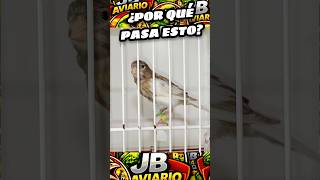 Por qué no existen estos canarios en libertad y si en cautiverio?