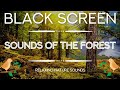 1 Hour Of Relaxing Nature Sounds - Birds Singing In The Morning Forest