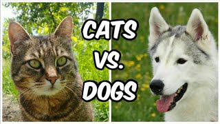 CATS vs. DOGS - Are they really that different
