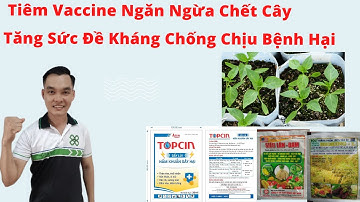 Tiêm Vaccine Ngăn Ngừa Chết Cây và Tăng Sức Đề Kháng Cho Cây Ớt Con